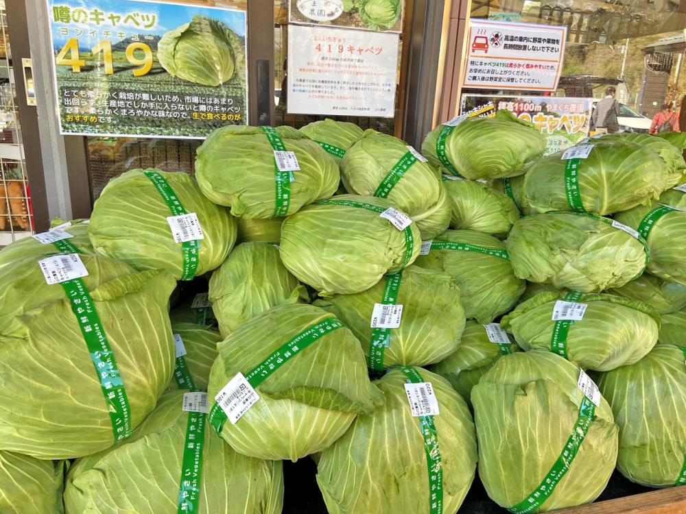 高原キャベツ
